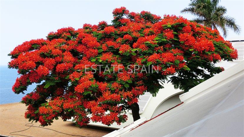 Вилла в Санта-Урсула 1243 м2 №VL1988EB86F  - Продажа - 5 preview