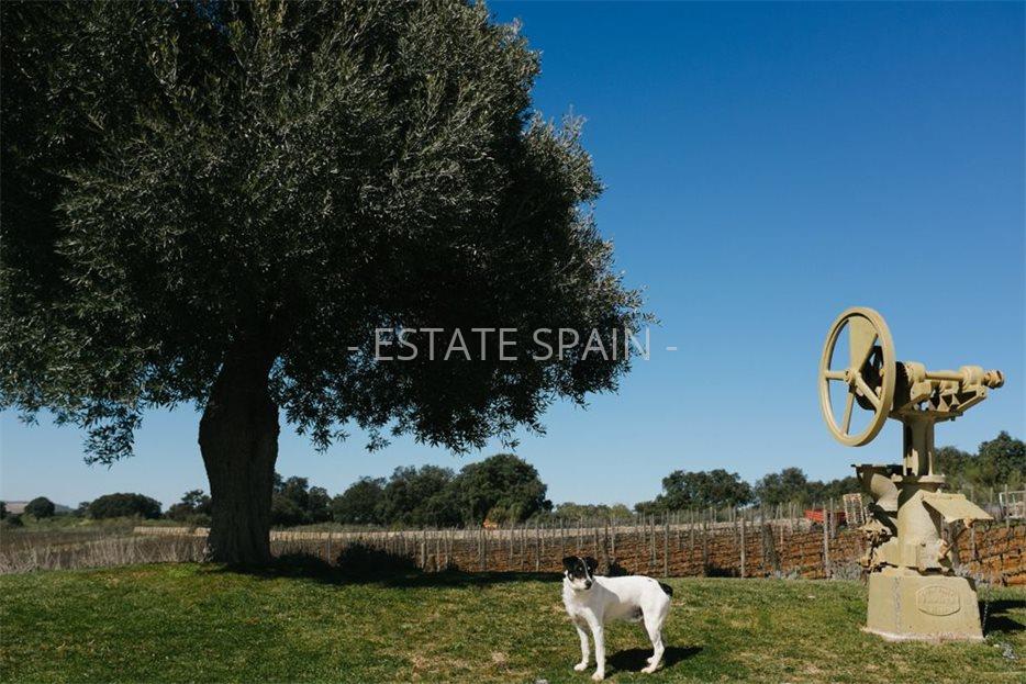 Коммерческая в Ронде 300 м2 №COM2141578D88  - Продажа - 11 large