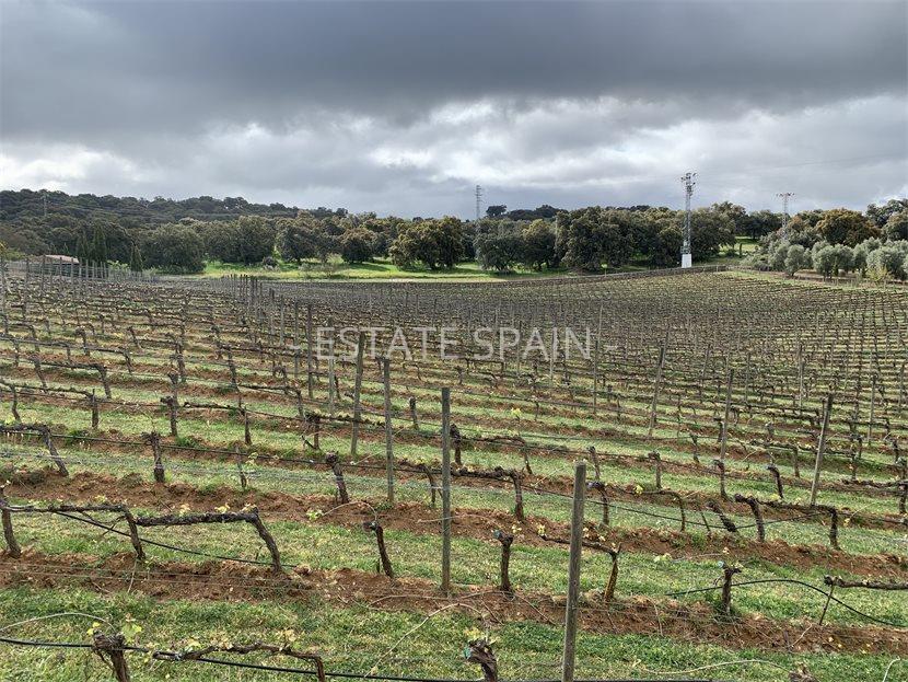 Коммерческая в Ронде 300 м2 №COM2141578D88  - Продажа - 3 large