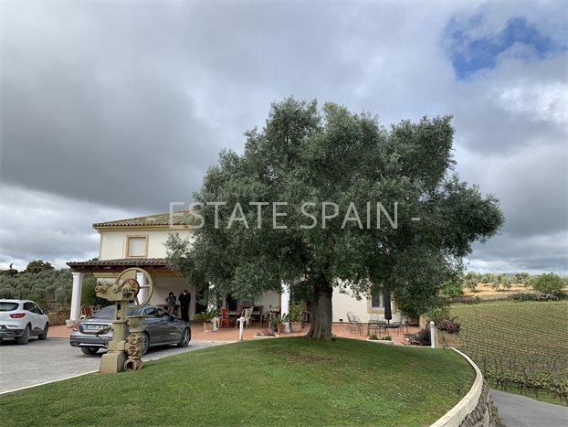 Коммерческая в Ронде 300 м2 №COM2141578D88  - Продажа - 4 preview