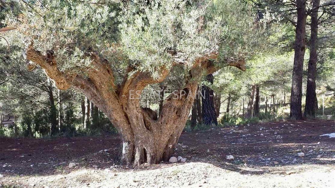 Сельский дом в Касталья 414 м2 №VL201215A55AF  - Продажа - 62 large