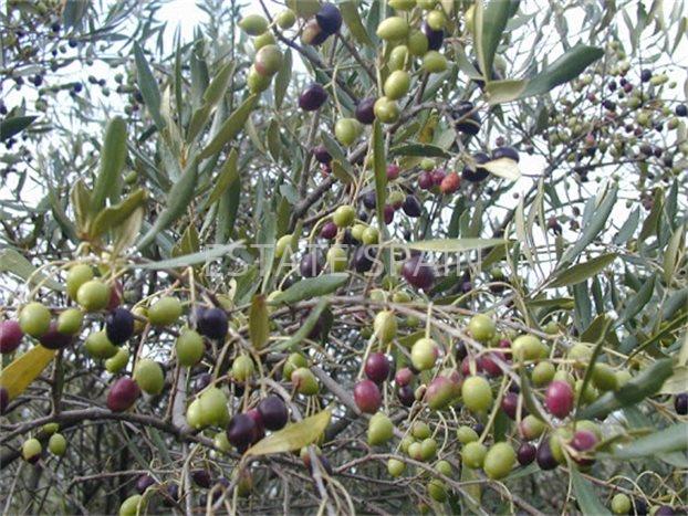 Поместье в Мадриде 1800 м2 №COM2152003EC8  - Продажа - 3 preview