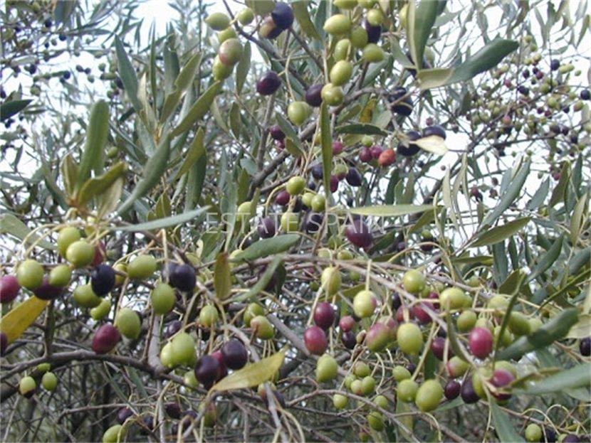 Поместье в Мадриде 1800 м2 №COM2152003EC8  - Продажа - 3 large