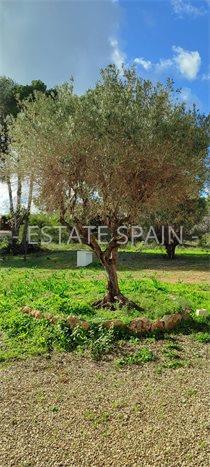 Вилла в Морайре 241 м2 №VL252450818  - Продажа - 15 preview