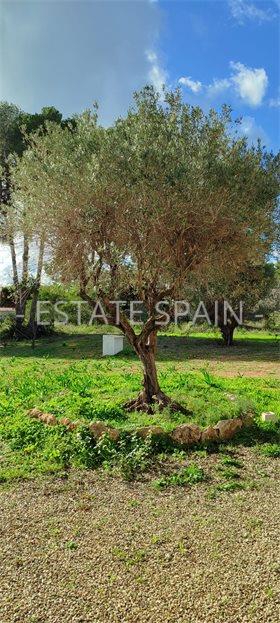 Вилла в Морайре 241 м2 №VL252450818  - Продажа - 15 large