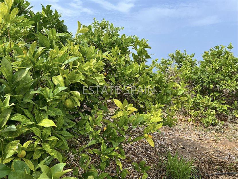 Вилла в Пуэрто-де-ла-Крус 231 м2 №VL241223F83AC  - Продажа - 10 large