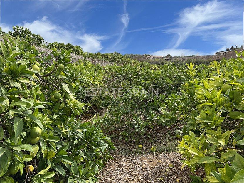 Вилла в Пуэрто-де-ла-Крус 231 м2 №VL241223F83AC  - Продажа - 12 large