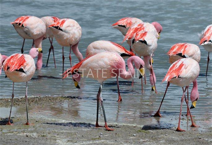 Вилла в Кальпе 216 м2 №VL241224B2E79  - Продажа - 5 preview