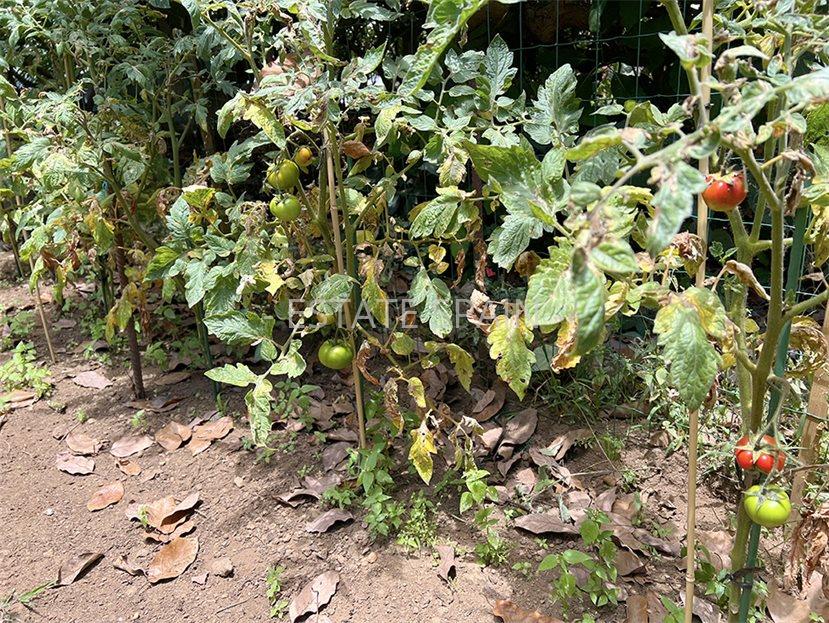 Дом в Пуэрто-де-ла-Крус 106 м2 №VL24718C937E  - Продажа - 40 large