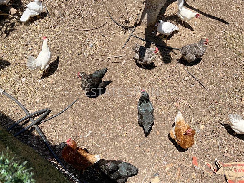 Дом в Пуэрто-де-ла-Крус 106 м2 №VL24718C937E  - Продажа - 47 large