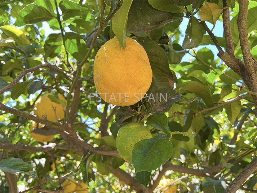 Дом в Пуэрто-де-ла-Крус 106 м2 №VL24718C937E  - Продажа - 37 large