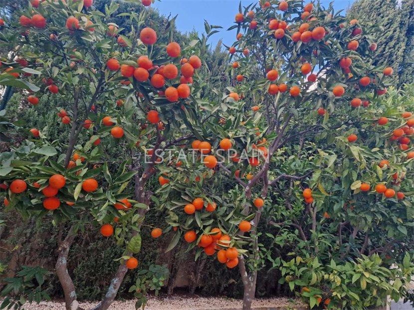 Вилла в Бенитачеле 330 м2 №VL2524F68DC  - Продажа - 36 large