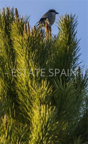 Вилла в Лас-Колинас 152 м2 №VL26217D19A7  - Продажа - 7 preview