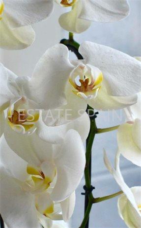 Вилла в Лас-Колинас 152 м2 №VL26217D19A7  - Продажа - 5 preview