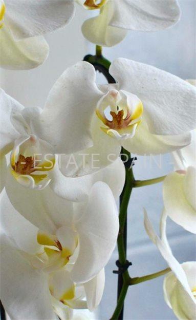 Вилла в Лас-Колинас 152 м2 №VL26217D19A7  - Продажа - 5 large