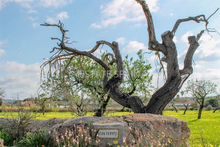 Сельский дом в Пальма-де-Майорка 1485 м2 №VL2169D0B0E  - Продажа - 14 large