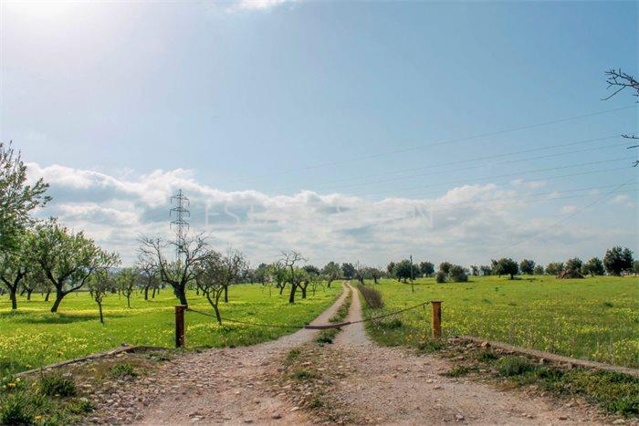 Сельский дом в Пальма-де-Майорка 1485 м2 №VL2169D0B0E  - Продажа - 4 preview