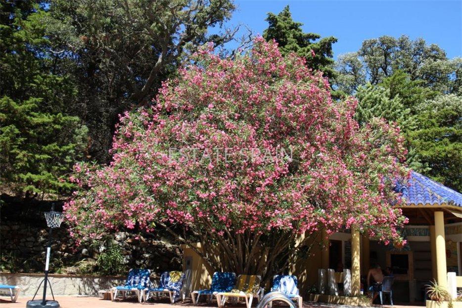 Вилла в Тарифе 600 м2 №VL22217F2E59  - Продажа - 46 large