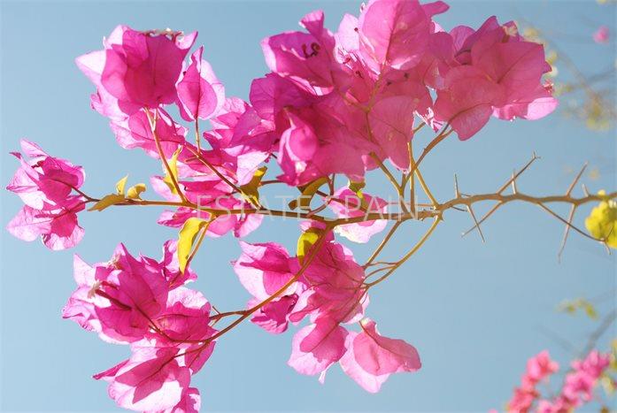 Дом в Бенаависе 776 м2 №VL24529EEDF5  - Продажа - 14 preview