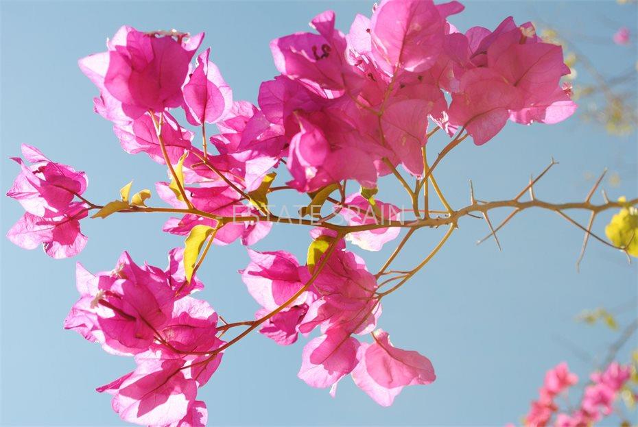 Дом в Бенаависе 776 м2 №VL24529EEDF5  - Продажа - 14 large