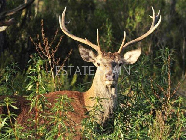 Дом в Бенаависе 776 м2 №VL24529EEDF5  - Продажа - 19 preview