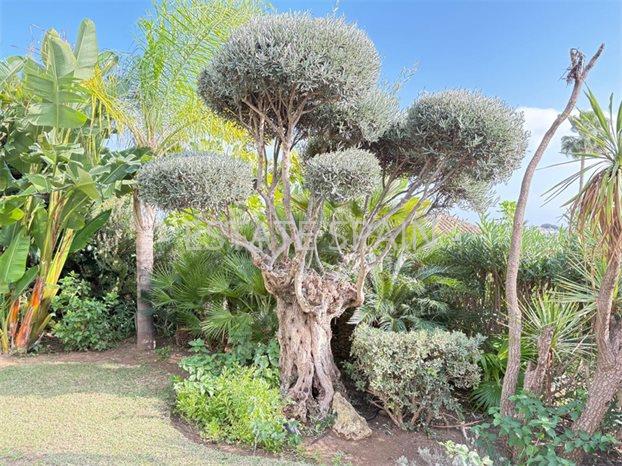 Вилла в Эль-Параисо 450 м2 №VL241174535B  - Продажа - 37 preview