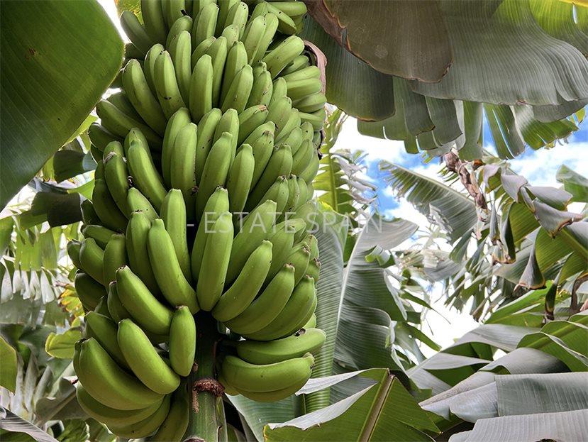 Участок в Гия-де-Исора 23000 м2 №PL24819EB771  - Продажа - 2 large