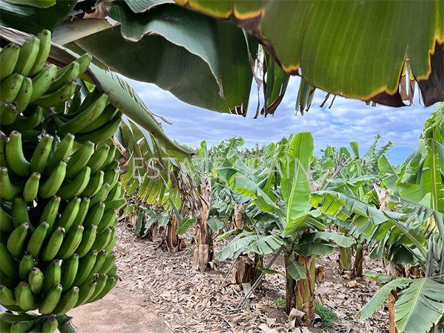 Участок в Гия-де-Исора 23000 м2 №PL24819EB771  - Продажа - 1 preview