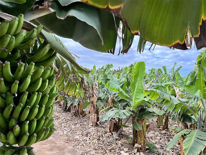 Участок в Гия-де-Исора 23000 м2 №PL24819EB771  - Продажа - 1 large