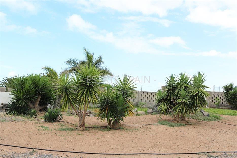 Дом в Икод-де-лос-Винос 125 м2 №VL198847338  - Продажа - 31 large