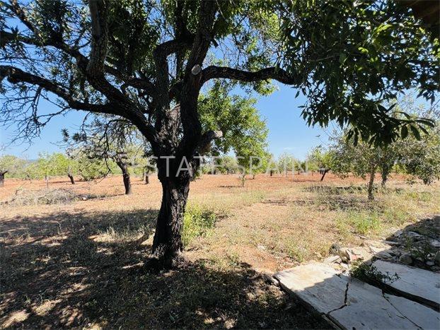 Сельский дом в Альгайда 80 м2 №VL2471E2BED  - Продажа - 12 preview